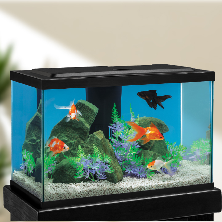 Goldfish in top 20 gallon
